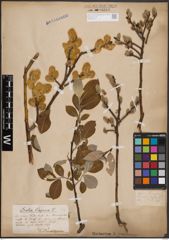 Foto von Salix caprea L.